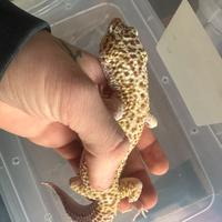 Coppia Leopardini Gigant