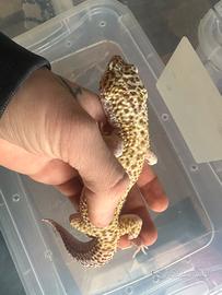 Coppia Leopardini Gigant