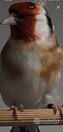 Cardellini mayor