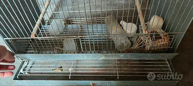 gabbia da allevamento 