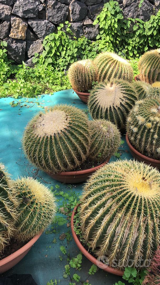 Piante Grasse vere Aeonium kiwi - Giardino e Fai da te In vendita a Napoli