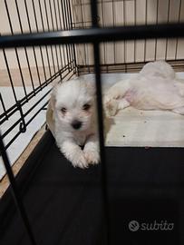 Maltese mini to