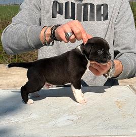 Staffordshire bull Terrier