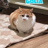 GOLIA gatto biancorosso di 7 anni
