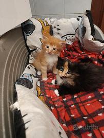 Gattini Norvegesi Ipoallergenici