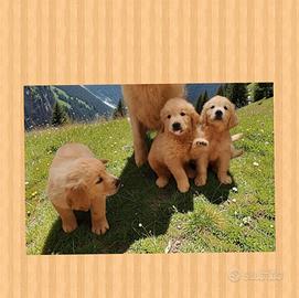 Golden retriever con pedigree