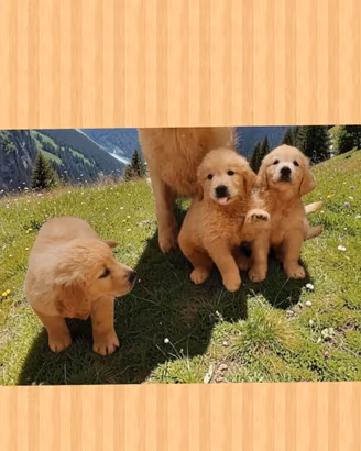 Golden retriever con pedigree