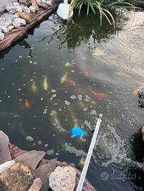 Carpe koi giapponese