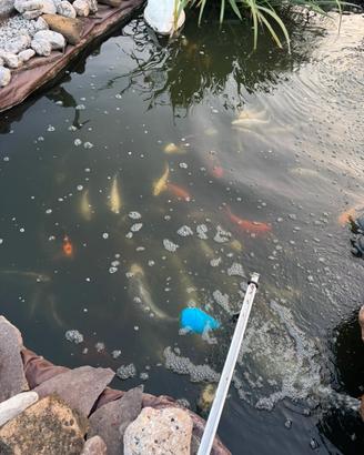 Carpe koi giapponese