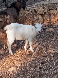 Caprette tibetane nane