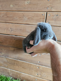 Conigli nani ariete minilop Blu di vienna