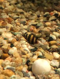 Vendita lumache x acquario