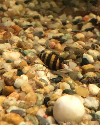Vendita lumache x acquario