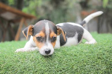 Jack Russell tricolor