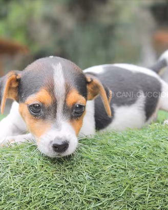 Jack Russell tricolor