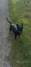 Pinscher nano maschio 6 anni