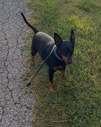 Pinscher nano maschio 6 anni