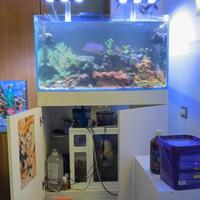 Acquario marino completo di tutto