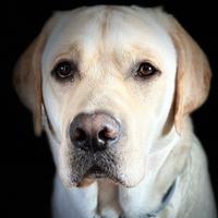 Labrador retriver per accoppiamento - monta