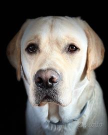 Labrador retriver per accoppiamento - monta