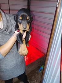 Cuccioli di Dobermann