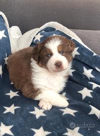 Cuccioli red tricolor pastore australiano