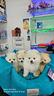 cuccioli-di-spitz-di-pomerania-di-alta-qualita