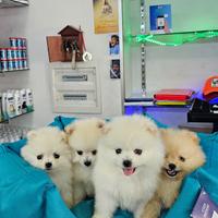 Cuccioli di spitz di pomerania di alta qualita