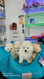 Cuccioli di spitz di pomerania di alta qualita