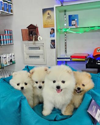 Cuccioli di spitz di pomerania di alta qualita
