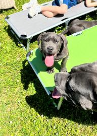 Cuccioli cane corso e american bully