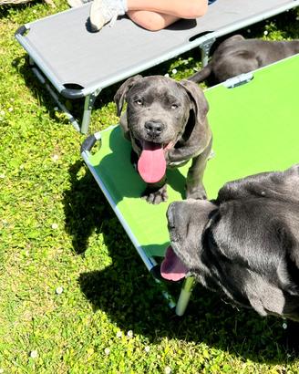 Cuccioli cane corso e american bully