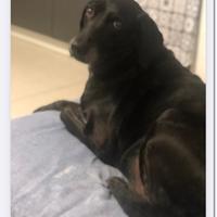 Adozione Cagnolino