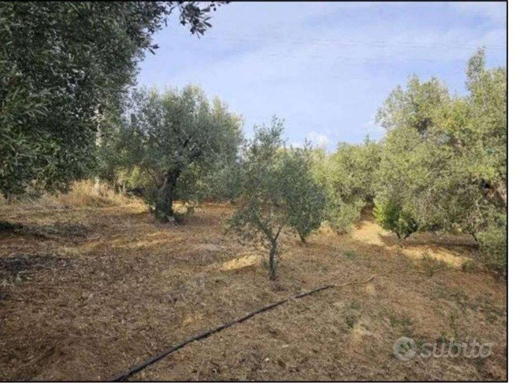 Immobile in asta di 19088 m² a Santa Sofia d'Epiro - Vista 3
