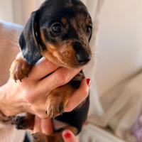 Bassottina arlecchino