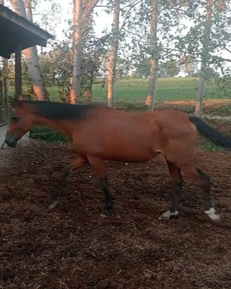 Cavalla Olandese