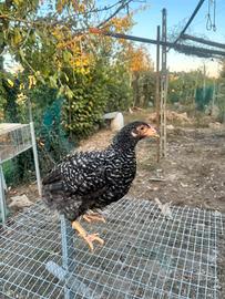 Araucana
