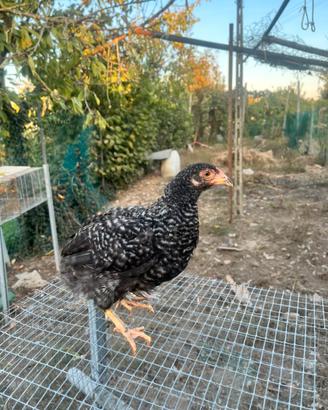 Araucana