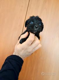 Batuffoli di maltipoo Toy Toy