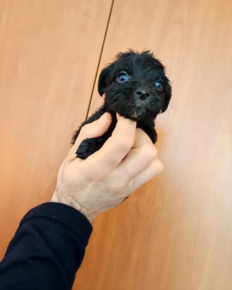 Batuffoli di maltipoo Toy Toy
