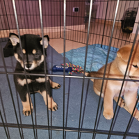 Cuccioli di Shiba Inu