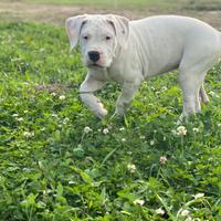 Dogo Argentino Cuccioli