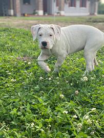 Dogo Argentino Cuccioli