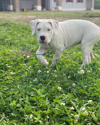 Dogo Argentino Cuccioli