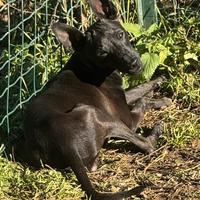 Piccolo Levriero Italiano