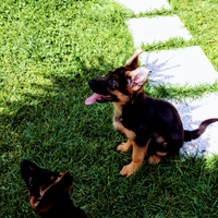 Cuccioli pastore tedesco