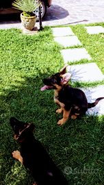 Cuccioli pastore tedesco