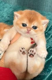 British shorthair golden