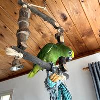 Amazzone fronte gialla