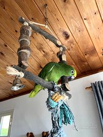 Amazzone fronte gialla